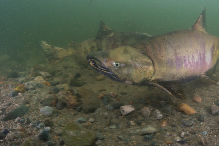 British Columbia | Low water levels affect salmon reproduction