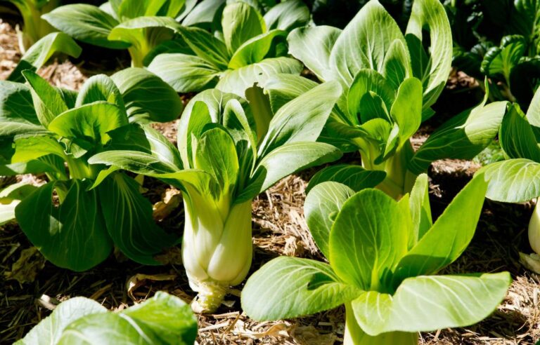 Cabbage, broccoli, cauliflower: to the ground, cruciferous vegetables!