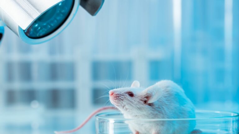 Can artificial intelligence replace animal testing in the lab?