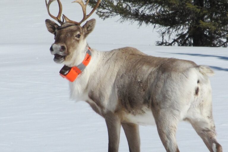 Commons committee on future of caribou