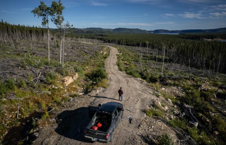 Company questions urgency of protecting woodland caribou