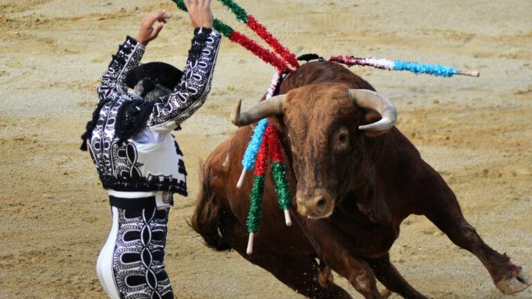 Complaint filed after killing of young bull at Beaucaire bullring