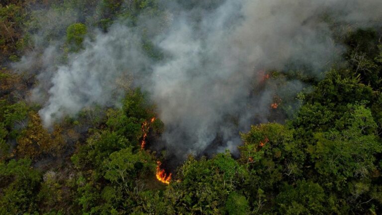 Deforestation in the Brazilian Amazon is on the rise again, for the first time in 15 months