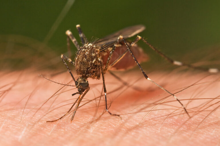 Demystifying Science | Who are the Mosquito Magnets?