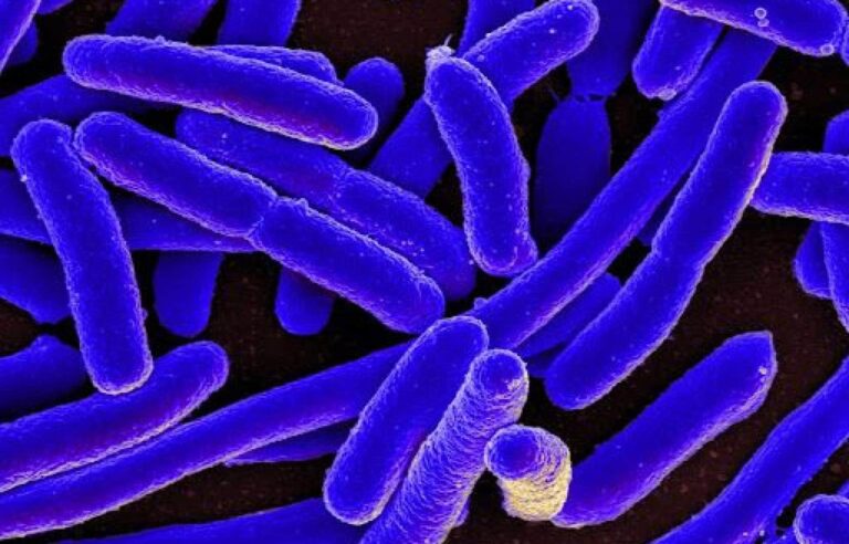 E. coli: the bacteria that can ruin your summer… and the Olympic Games!