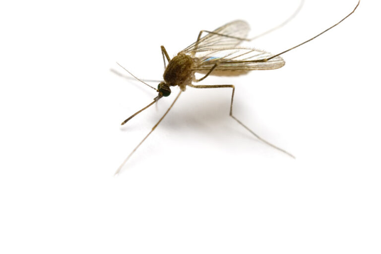 Eastern equine encephalitis | Patient dies of rare mosquito-borne disease