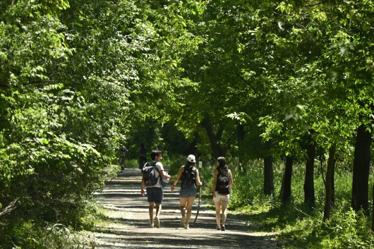 Emerald Ash Borer | 4,000 Trees Will Be Cut Down at the Parc des Îles-de-Boucherville