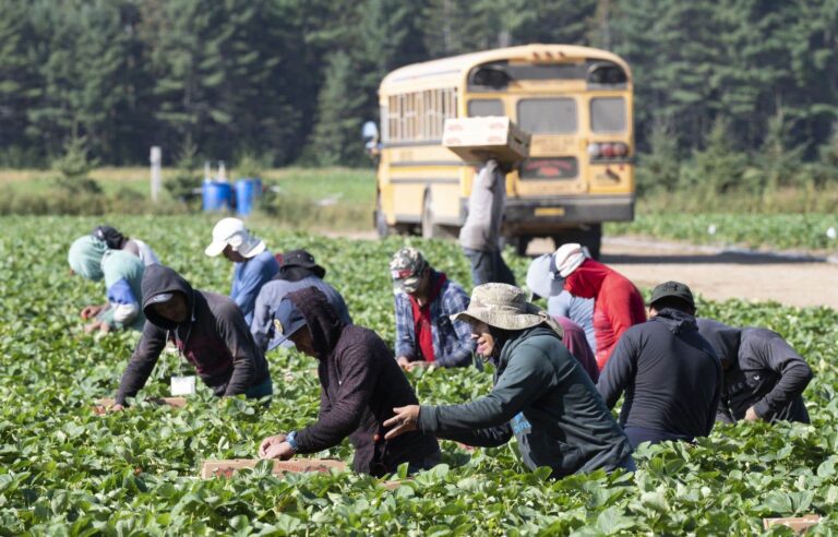 Employers reject UN report on modern slavery in Canada