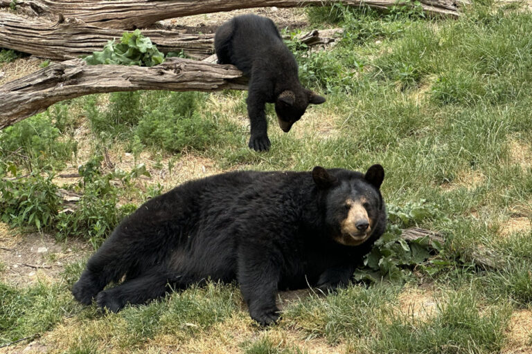 Enclosures too small for bears | Marineland ordered to pay nearly $85,000