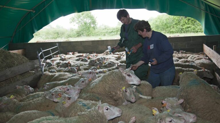 First outbreak of bluetongue confirmed in the department