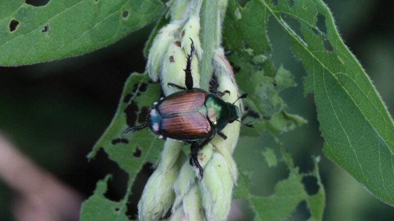 French authorities call for vigilance after detection of Japanese beetle outbreaks on Swiss border