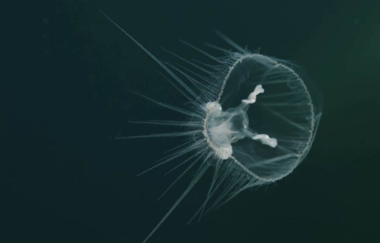 Freshwater jellyfish are an invasive species that benefit from warming lakes