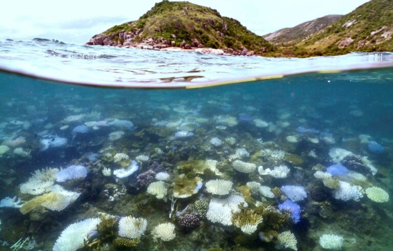 Great Barrier Reef: Water temperature at highest in 400 years, study finds