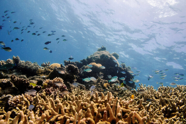 Great Barrier Reef in Australia | Water temperature at highest in 400 years, study reports