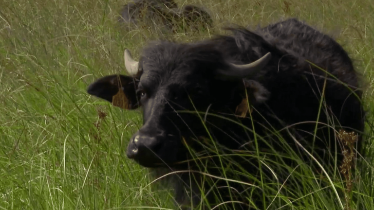 In Gironde, buffaloes to clean the Cousseau pond nature reserve