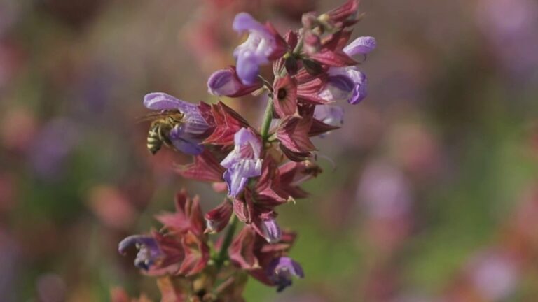 In Slovenia, bees are queens and protected from neonicotinoids