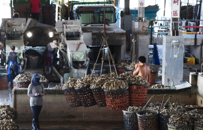 In Taiwan, oyster shells transformed into eco-friendly wool