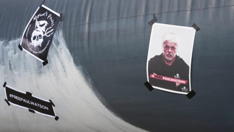 “Japan is hunting down Paul Watson with a view to revenge,” says the president of the NGO in France