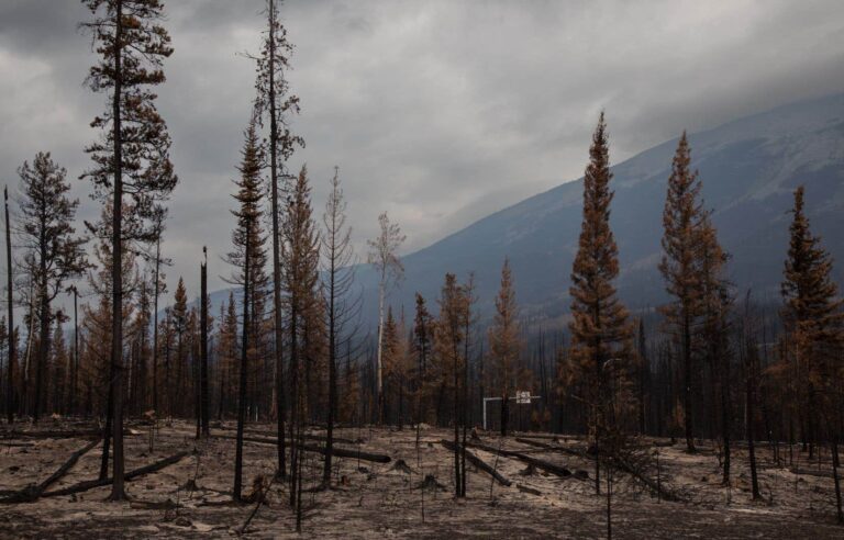 Jasper Forest Regeneration Could Take Decades