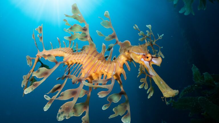 Lionfish, rabbitfish, blue crab… these invasive species are developing with the warming of the Mediterranean and disrupting its balance