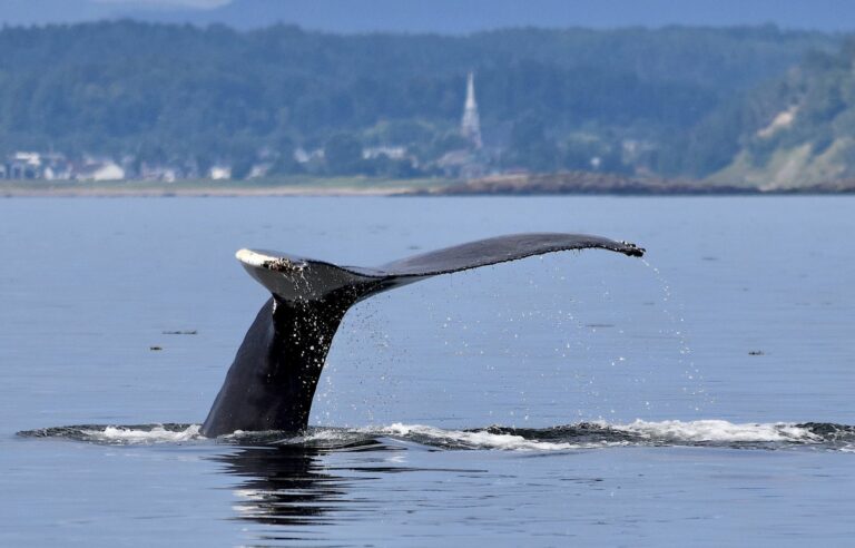 Listen to whales and belugas understand what is happening under the water of the St. Lawrence River