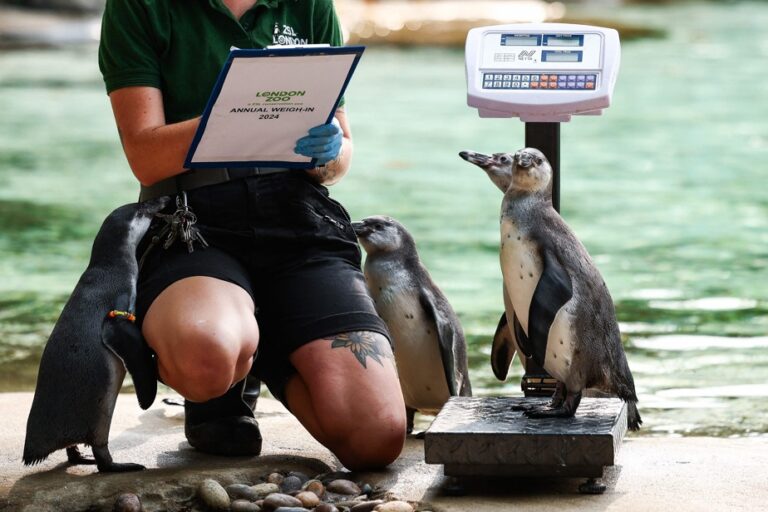 London Zoo’s annual animal weigh-in