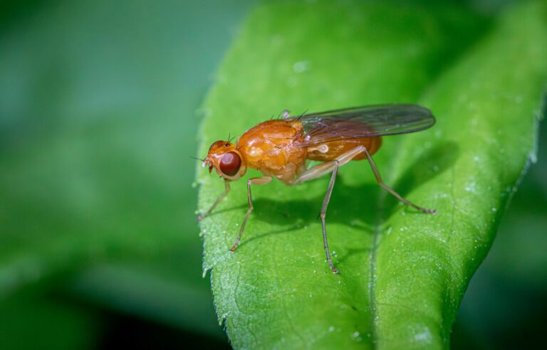 Love is blind, as the fruit fly can testify.