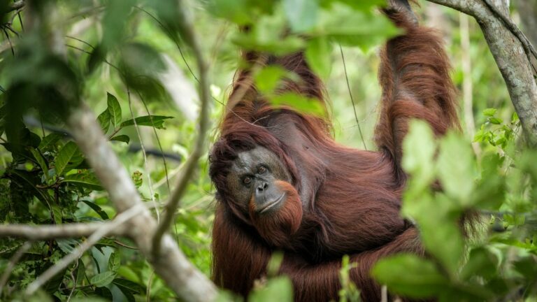 Malaysia amends its ‘orangutan diplomacy’, preferring to keep its primates free