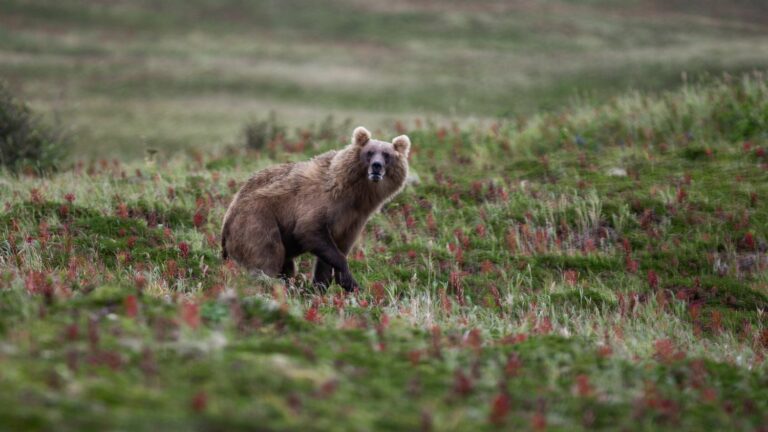 Meeting the walruses and bears of Alaska with Antonin Charbouillot