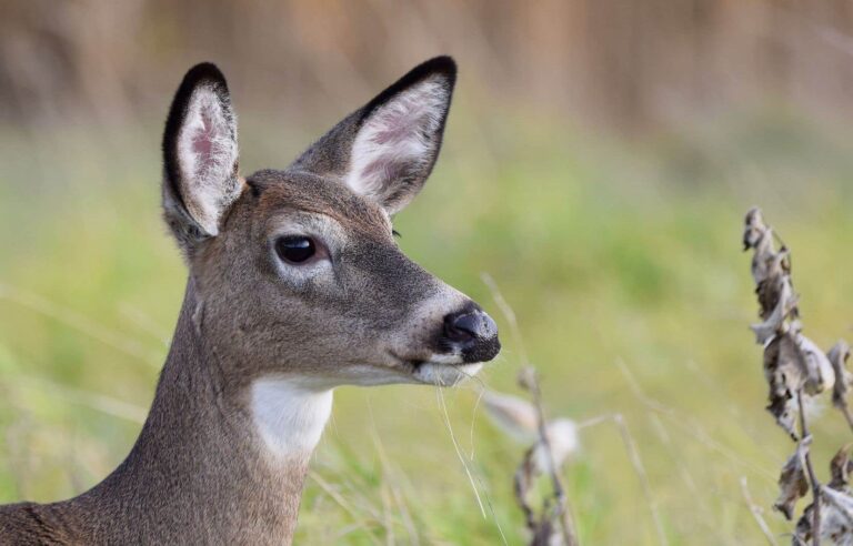 Montreal to spend $300,000 to cull deer in East Island