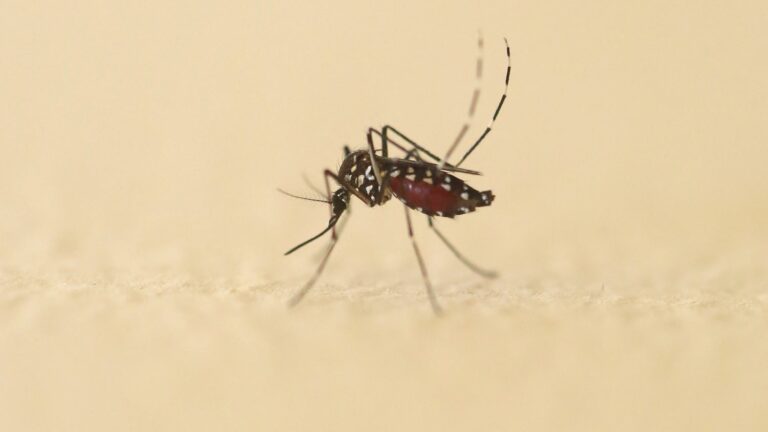 More than 3,000 cases of dengue fever detected in metropolitan France since the start of the year