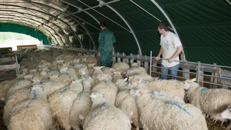 Northern France herds under threat from new strain of bluetongue