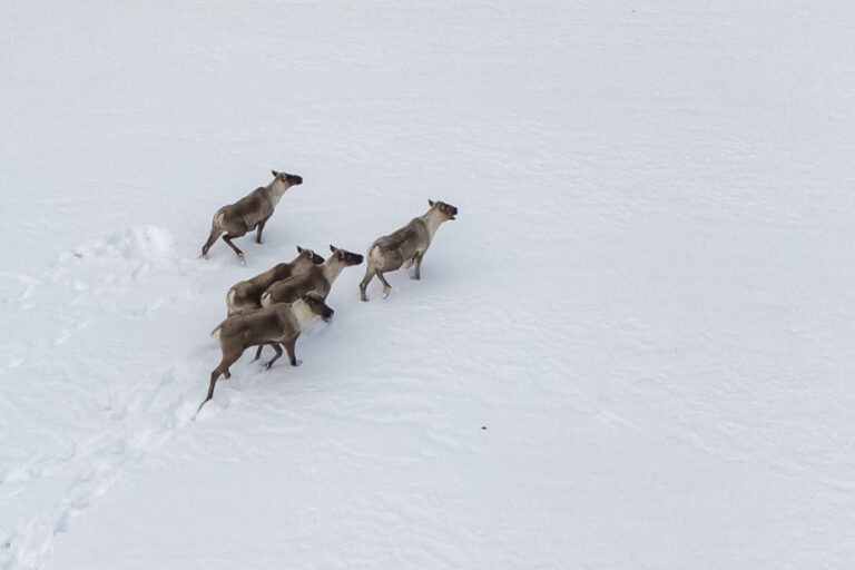 Ottawa extends consultation on caribou decree by one month