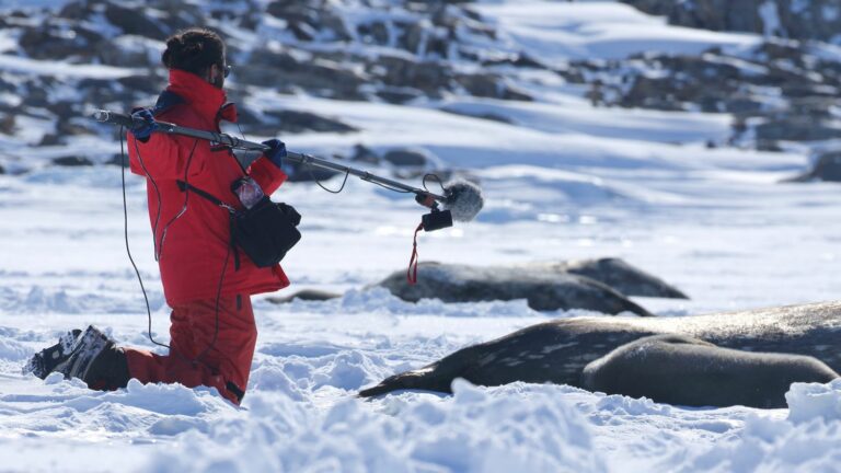 PODCAST. “My life in Antarctica” (3/6): the song of the seal