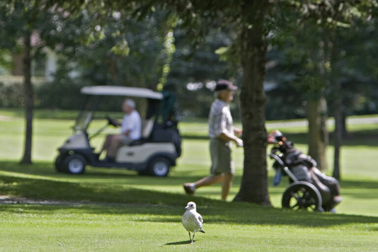 Pesticides in golf courses | Saint-Lambert takes inspiration from Montreal ban