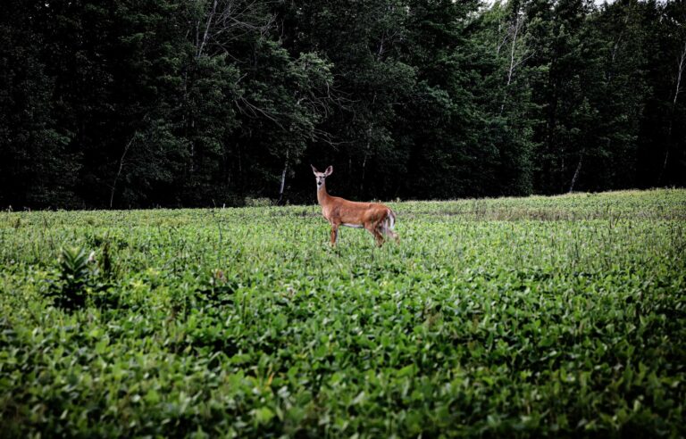 Photographs: Summer 2024 through the eyes of Marie-France Coallier