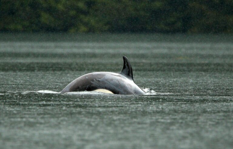 Production company fined hefty for filming killer whales too close with drone