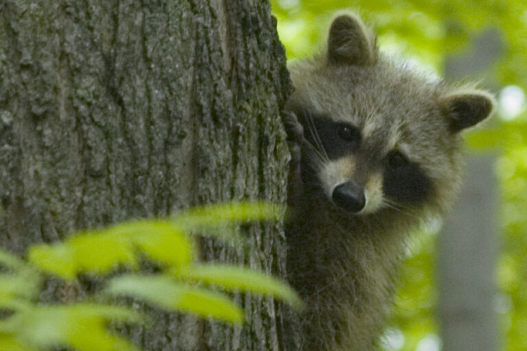 Raccoons and Poison Ivy | The Case of Oka