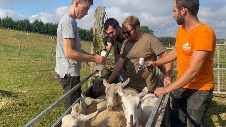 Report: “If we want to protect ourselves, apart from vaccination, we have no means”: sheep farmers helpless in the face of the bluetongue epidemic