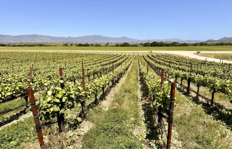 “Road trip” through the vineyards in California