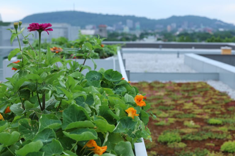 Rooftop vegetable garden in a residential complex | “A green space in a concrete area”