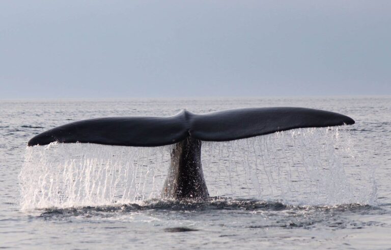 Second black whale entangled in the Gulf of St. Lawrence