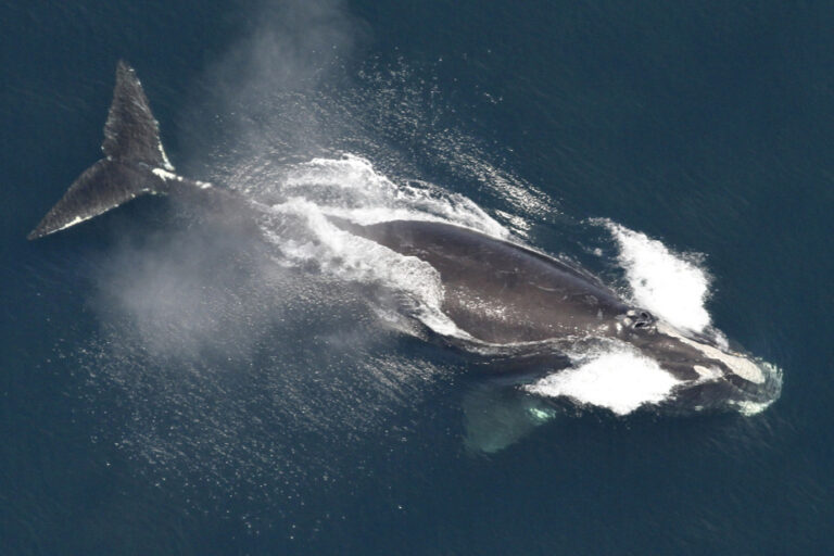 Study of reproduction in right whales offers a glimmer of hope