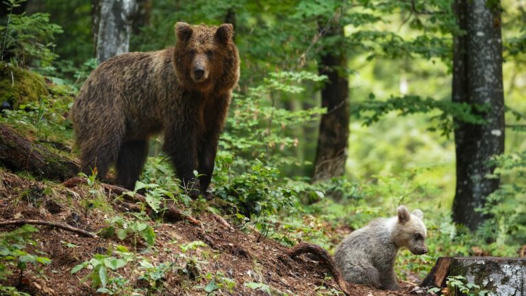 Sweden allows hunting of 20% of its brown bears