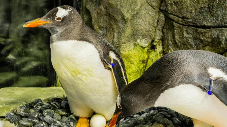 Sydney Aquarium’s gay star penguin Sphen dies