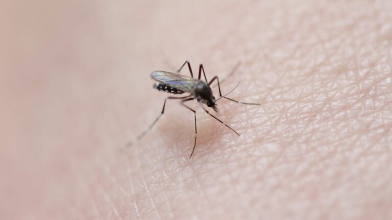 Ten cases of dengue fever detected in Vaucluse, one imported case and nine indigenous cases