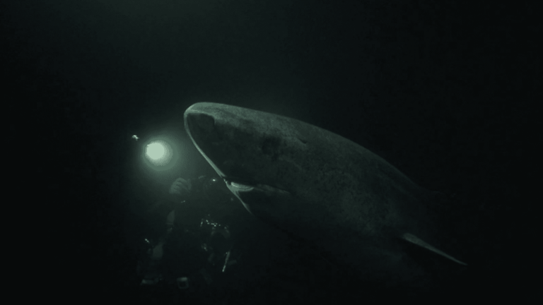 The Greenland shark, an animal with impressive longevity