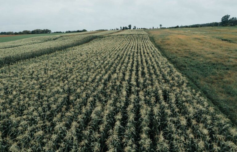 The beautiful story of Indian corn