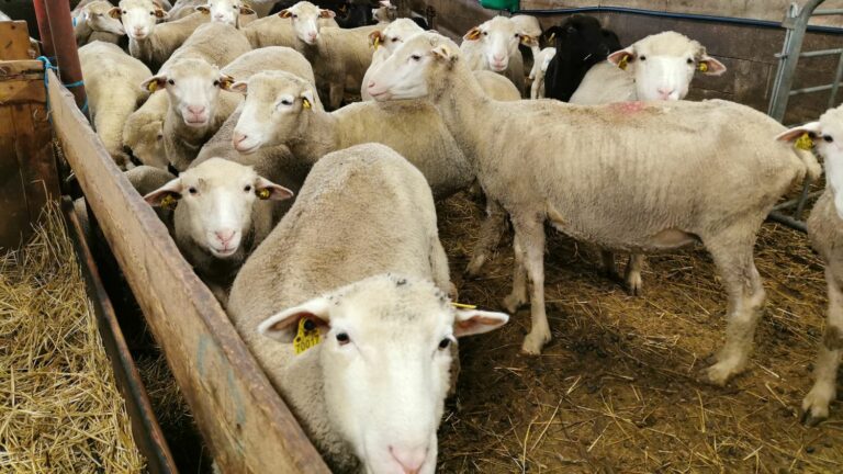 free vaccination and the emergency fund are “already a recognition of our profession”, reacts the president of the National Sheep Federation