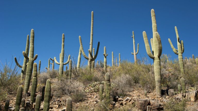 The drier the climate, the more plants multiply survival mechanisms, a study reveals